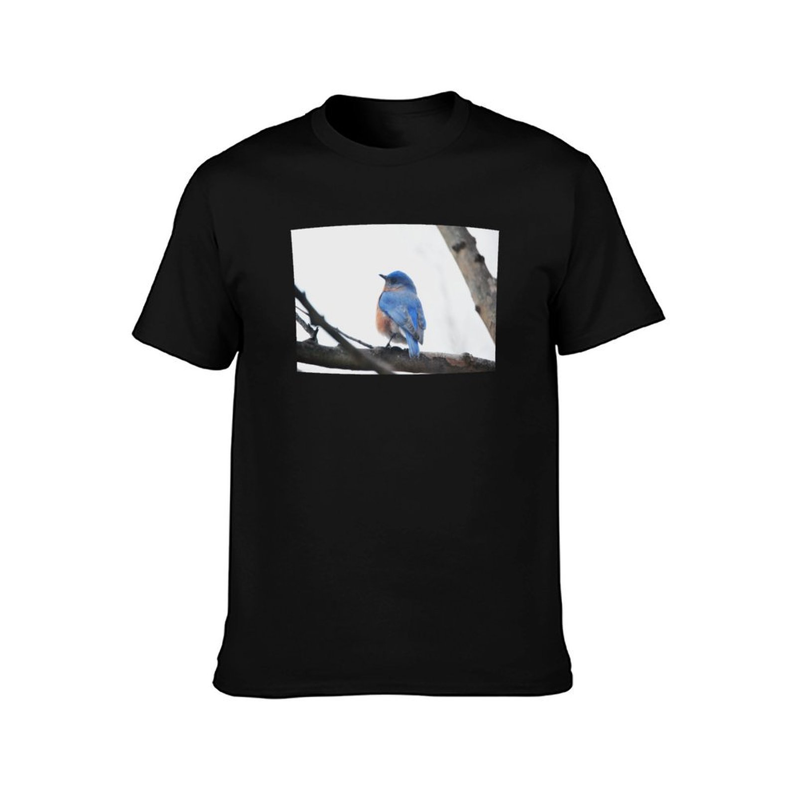 Male Eastern Bluebird Nature P - Photography Training review and price