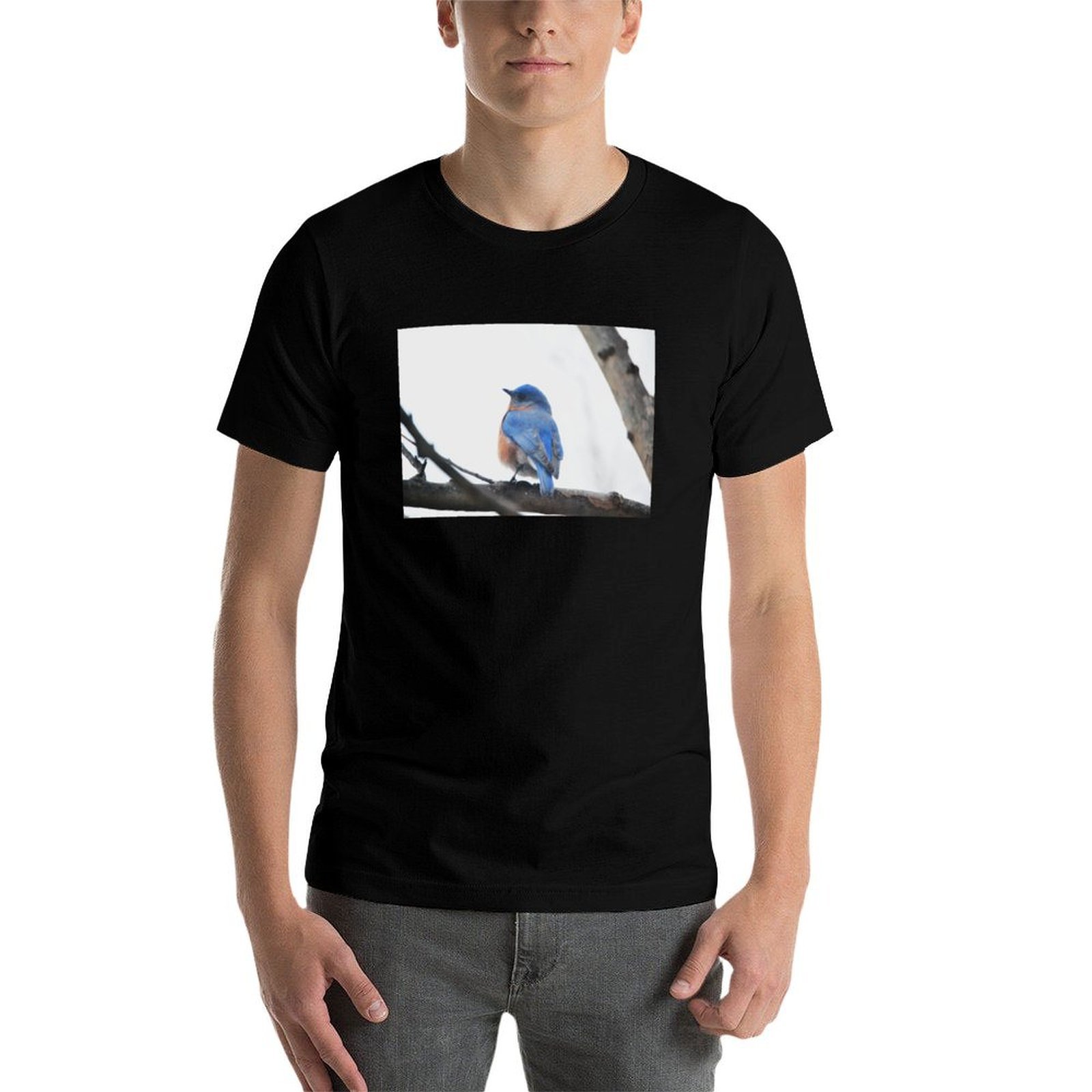 Male Eastern Bluebird Nature P - Photography Training review and price